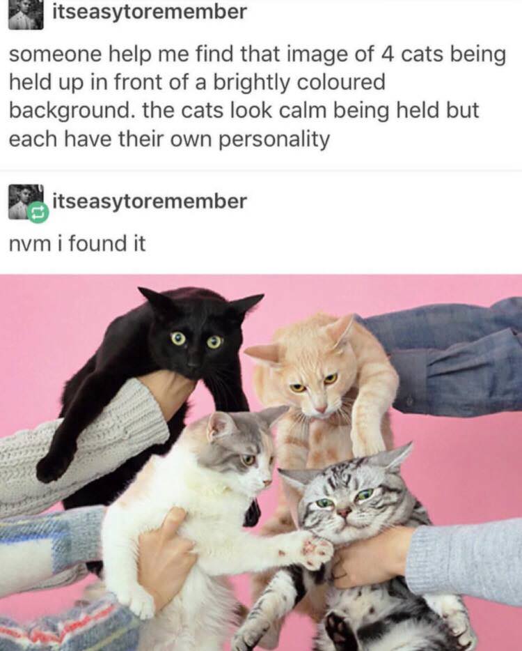 funny cat memes - 4 cats being held - 53 itseasytoremember someone help me find that image of 4 cats being held up in front of a brightly coloured background. the cats look calm being held but each have their own personality itseasytoremember nym i found