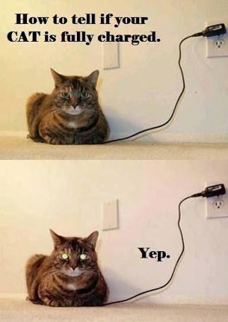 funny cat memes - tell if your cat is fully charged - How to tell if your Cat is fully charged. Yep.