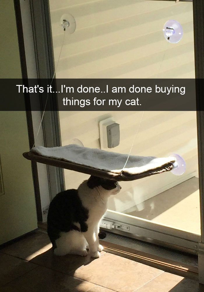funny cat memes - cat snapchat funny - That's it...I'm done. I am done buying things for my cat.