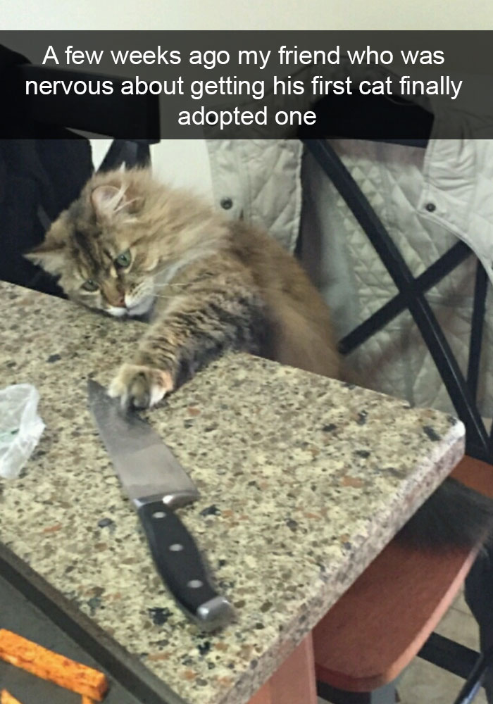 funny cat memes - funny cat snaps - A few weeks ago my friend who was nervous about getting his first cat finally adopted one