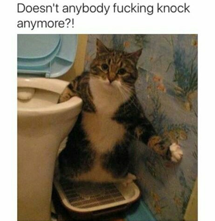 funny cat memes - funny cat pictures taken at the right time - Doesn't anybody fucking knock anymore?!