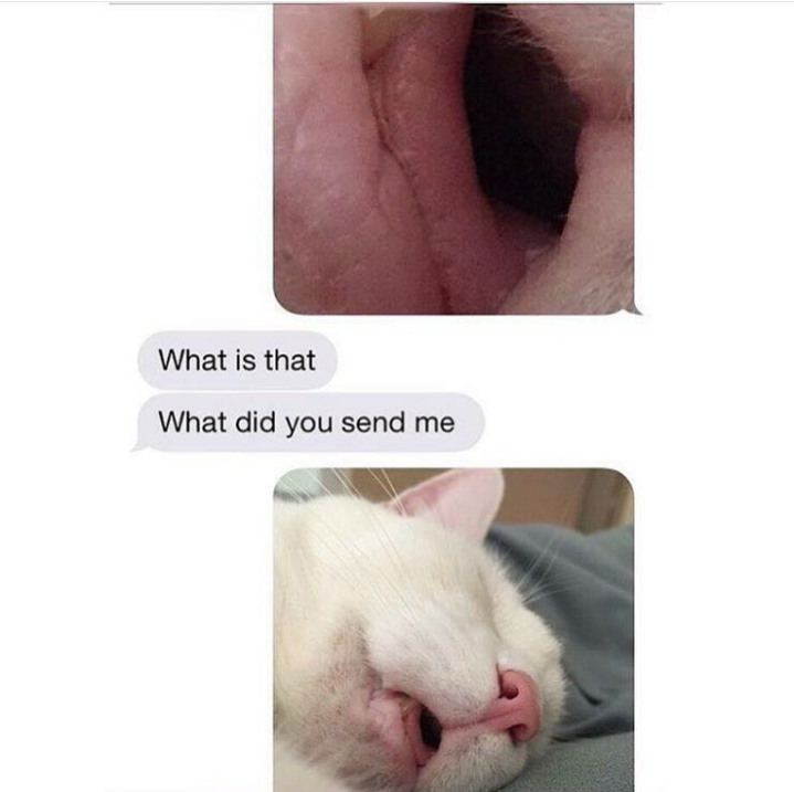funny cat memes - did you send me cat mouth - What is that What did you send me