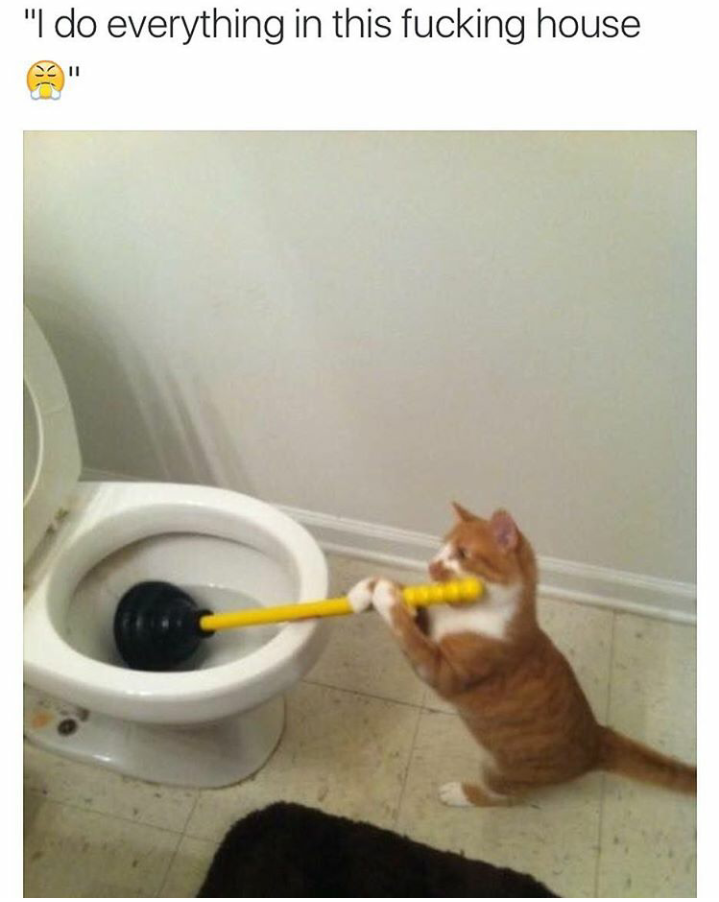 funny cat memes - cat no one helps me in this house - "I do everything in this fucking house