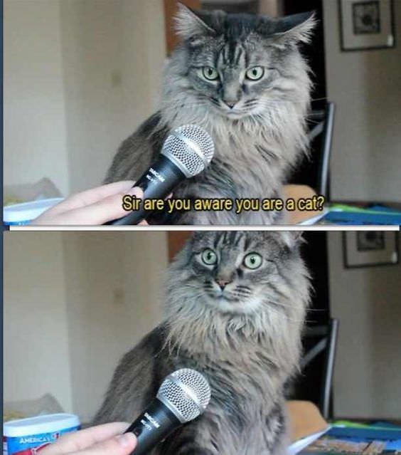 funny cat memes - cat interview - Sir are you aware you are a cat?
