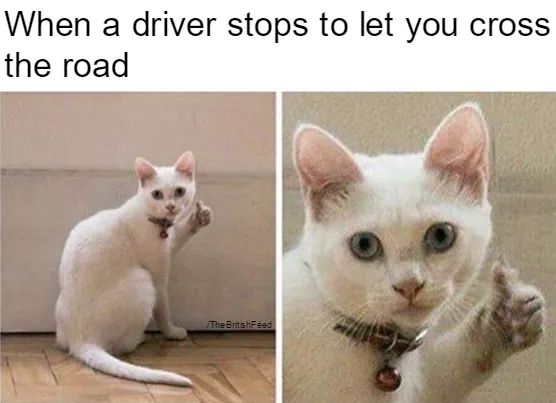 funny cat memes - nobody is going to love you - When a driver stops to let you cross the road The British Feed