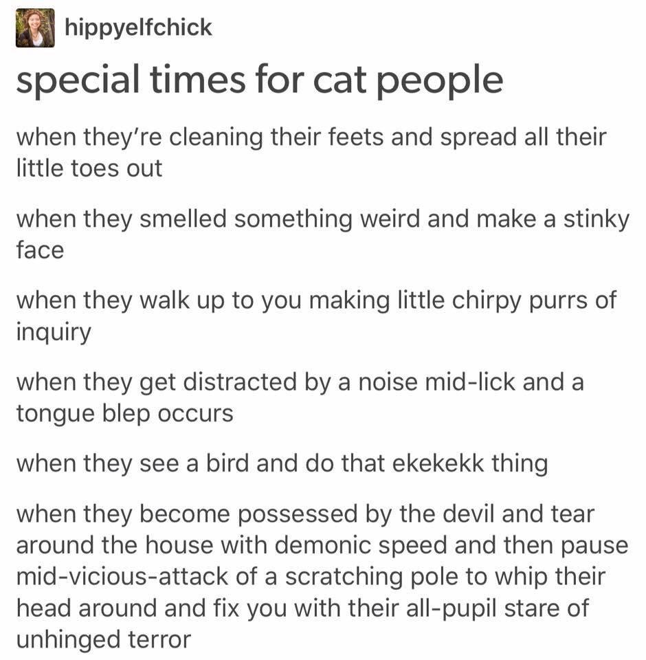 funny cat memes - special times for cat people - hippyelfchick special times for cat people when they're cleaning their feets and spread all their little toes out when they smelled something weird and make a stinky face when they walk up to you making lit
