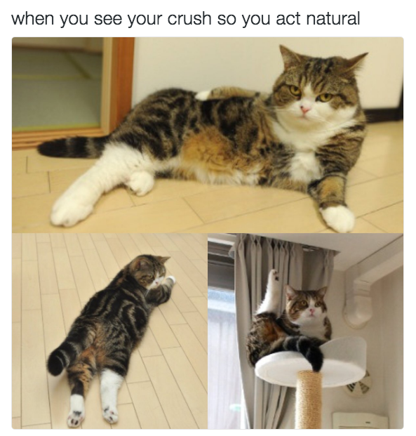 funny cat memes - animal memes - when you see your crush so you act natural