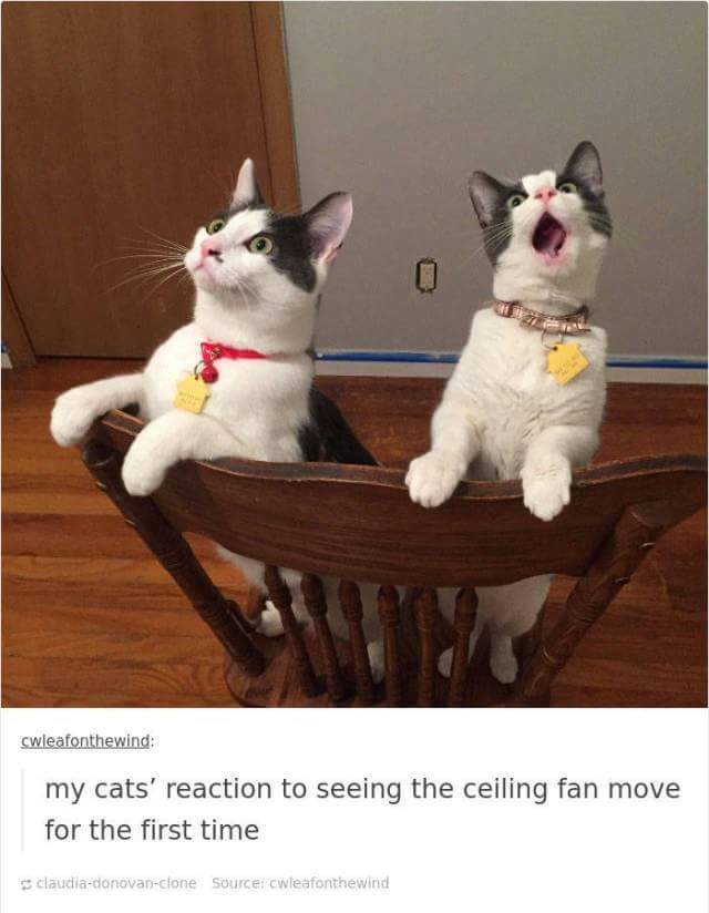 funny cat memes - dramatic cats - cwleafonthewind my cats' reaction to seeing the ceiling fan move for the first time daudiadonovanclone Source cwleaforthewind