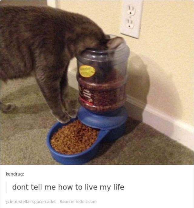 funny cat memes - fuck the system funny - kendrug dont tell me how to live my life Interstellarspacecadet Source reddit.com