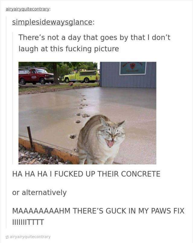 funny cat memes - cat wet cement - airyairyquitecontrary simplesidewaysglance There's not a day that goes by that I don't laugh at this fucking picture Ha Ha Ha I Fucked Up Their Concrete or alternatively Maaaaaaaahm There'S Guck In My Paws Fix alryairyqu