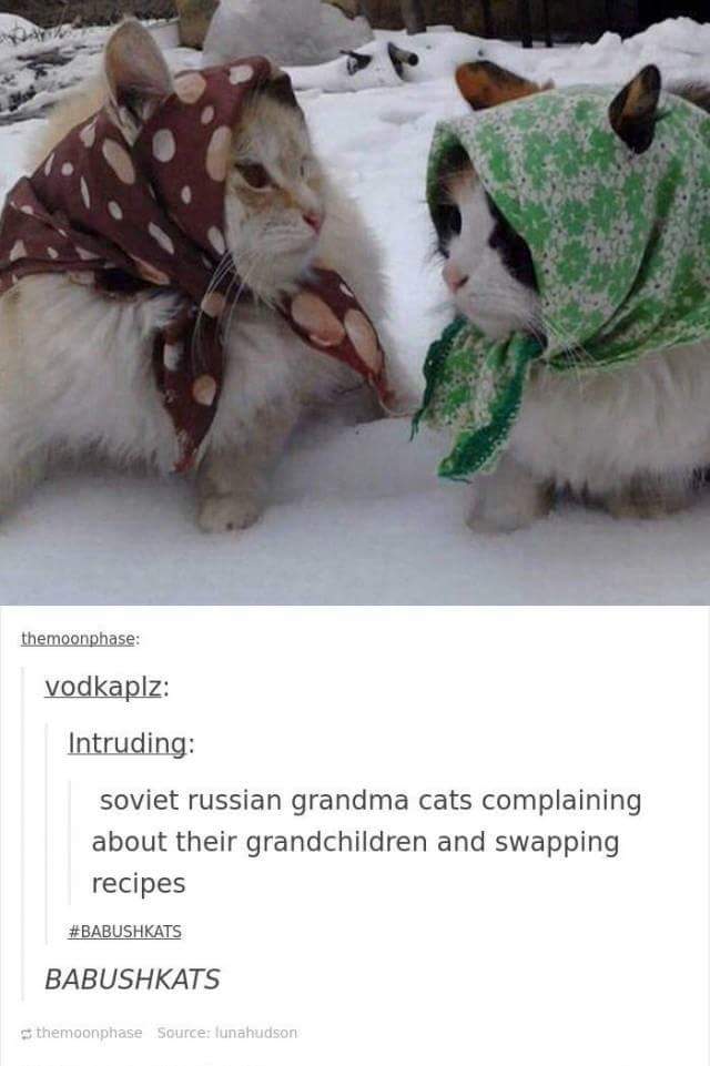 funny cat memes - babushka cats - themoonphase vodkaplz Intruding soviet russian grandma cats complaining about their grandchildren and swapping recipes Babushkats ss themoonphase Sourcer lunahudson