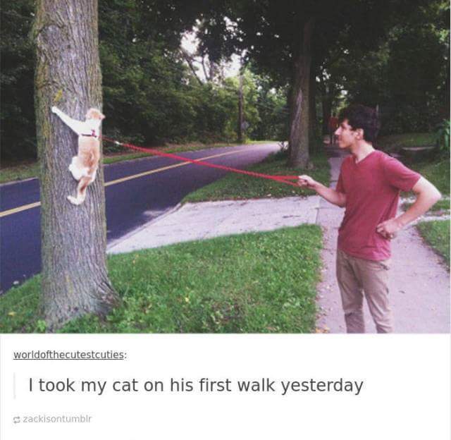 funny cat memes - took my cat for a walk - worldofthecutestcuties I took my cat on his first walk yesterday zackisontumblr