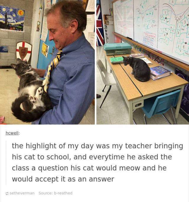 funny cat memes - posts cats - hcwell the highlight of my day was my teacher bringing his cat to school, and everytime he asked the class a question his cat would meow and he would accept it as an answer setheverman Source breathed