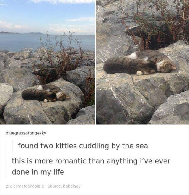 funny cat memes - relationship goals - bluegrassorangesky found two kitties cuddling by the sea this is more romantic than anything i've ever done in my life xcometophobiaX Source babelady