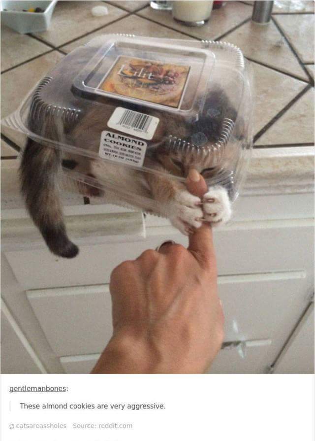 funny cat memes - these almond cookies are very aggressive - Mond gentlemanbones These almond cookies are very aggressive. catsareassholes Source reddit.com
