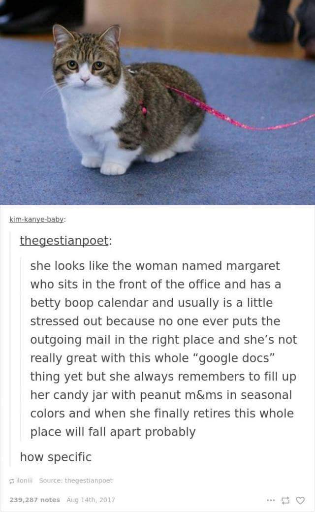 funny cat memes - photo caption - kimkanyebaby thegestianpoet she looks the woman named margaret who sits in the front of the office and has a betty boop calendar and usually is a little stressed out because no one ever puts the outgoing mail in the right
