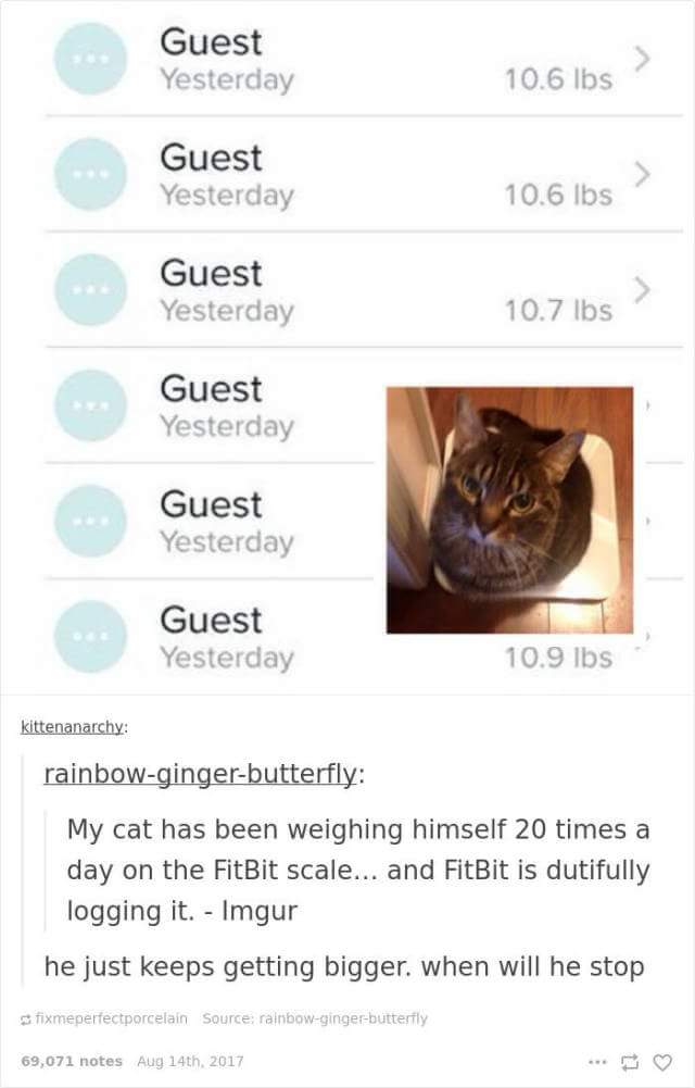 funny cat memes - website - Guest Yesterday 10.6 lbs Guest Yesterday 10.6 lbs > Guest Yesterday 10.7 lbs Guest Yesterday Guest Yesterday Guest Yesterday 10.9 lbs kittenanarchy rainbowgingerbutterfly My cat has been weighing himself 20 times a day on the F