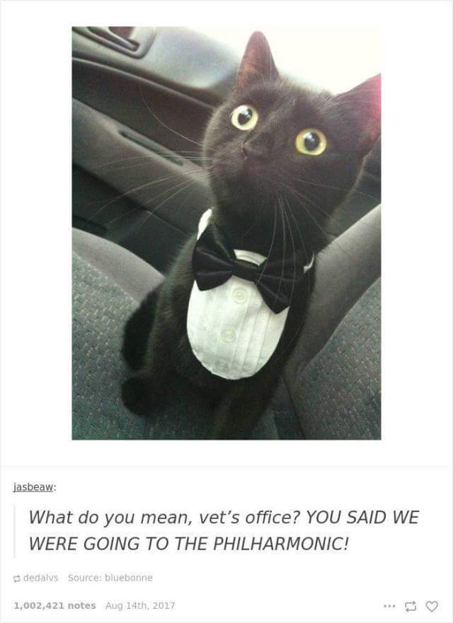 funny cat memes - cat in a tux - lasbeaw What do you mean, vet's office? You Said We Were Going To The Philharmonic! deda vs Source bluebonne 1,002,421 notes Aug 14th 2017