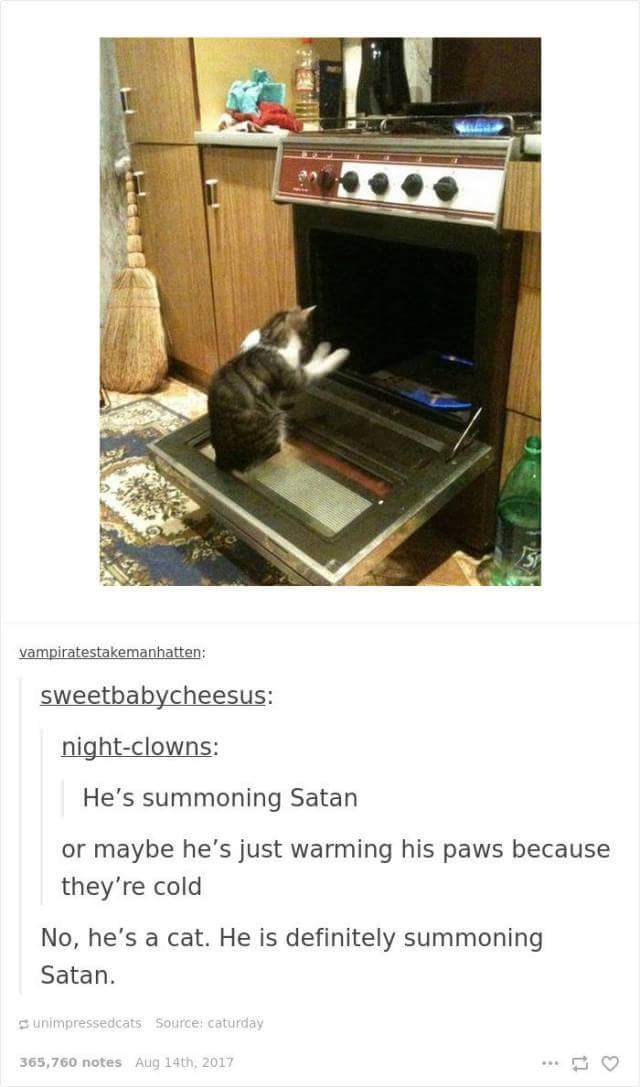 funny cat memes - cat summoning satan - vampiratestakemanhatten sweetbabycheesus nightclowns He's summoning Satan or maybe he's just warming his paws because they're cold No, he's a cat. He is definitely summoning Satan. unimpressedcats Source caturday 36