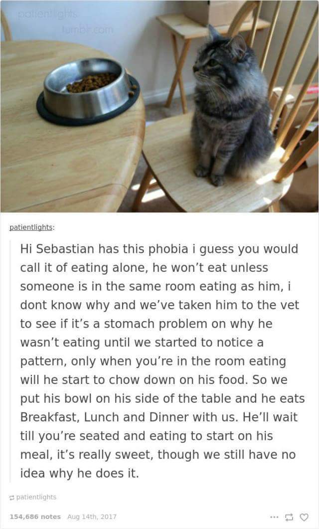 funny cat memes - cat - patientlights Hi Sebastian has this phobia i guess you would call it of eating alone, he won't eat unless someone is in the same room eating as him, i dont know why and we've taken him to the vet to see if it's a stomach problem on