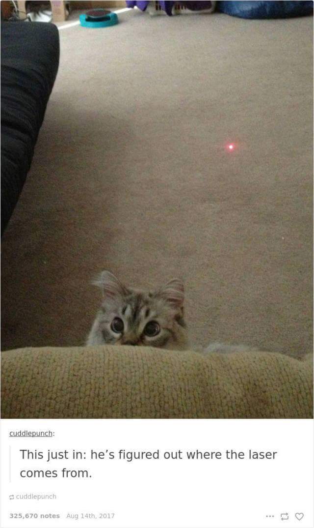 funny cat memes - Cat - cuddlepunch This just in he's figured out where the laser comes from. cuddlepunch 325,670 notes Aug 14th, 2017
