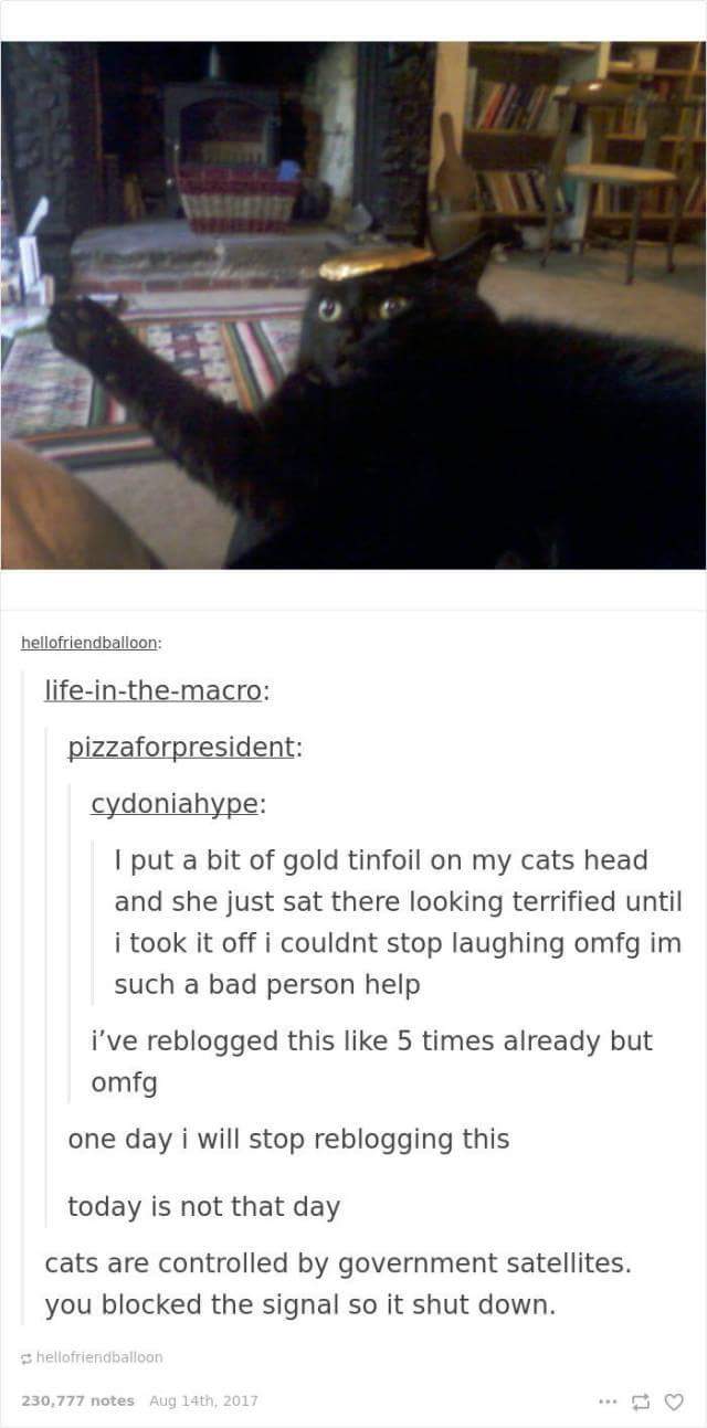 funny cat memes - put a bit of gold tinfoil - hellofriendballoon lifeinthemacro pizzaforpresident cydoniahype I put a bit of gold tinfoil on my cats head and she just sat there looking terrified until i took it off i couldnt stop laughing omfg im such a b