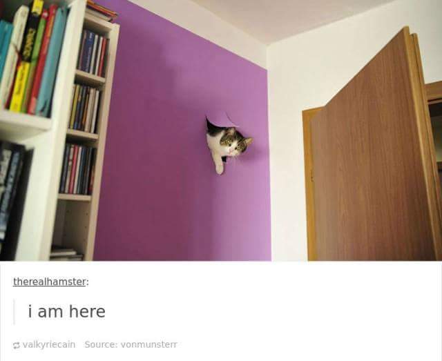 funny cat memes - cat peeking through hole - therealhamster i am here Svalkyriecain Source vonmunstern