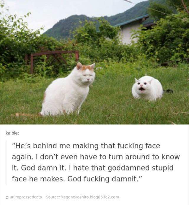 funny cat memes - he's behind me making that fucking face again - kaible