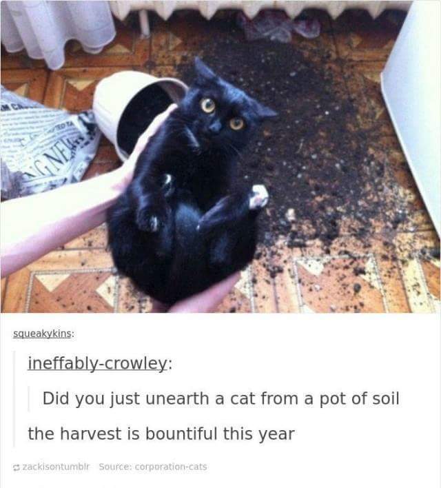 funny cat memes - funny cat - squeakykins ineffablycrowley Did you just unearth a cat from a pot of soil the harvest is bountiful this year zackisontumblr Source corporationcats