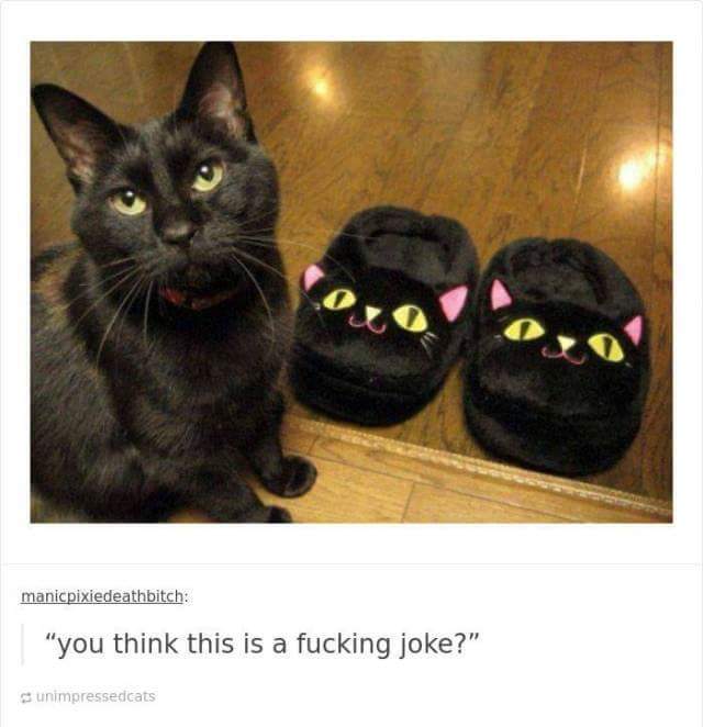 funny cat memes