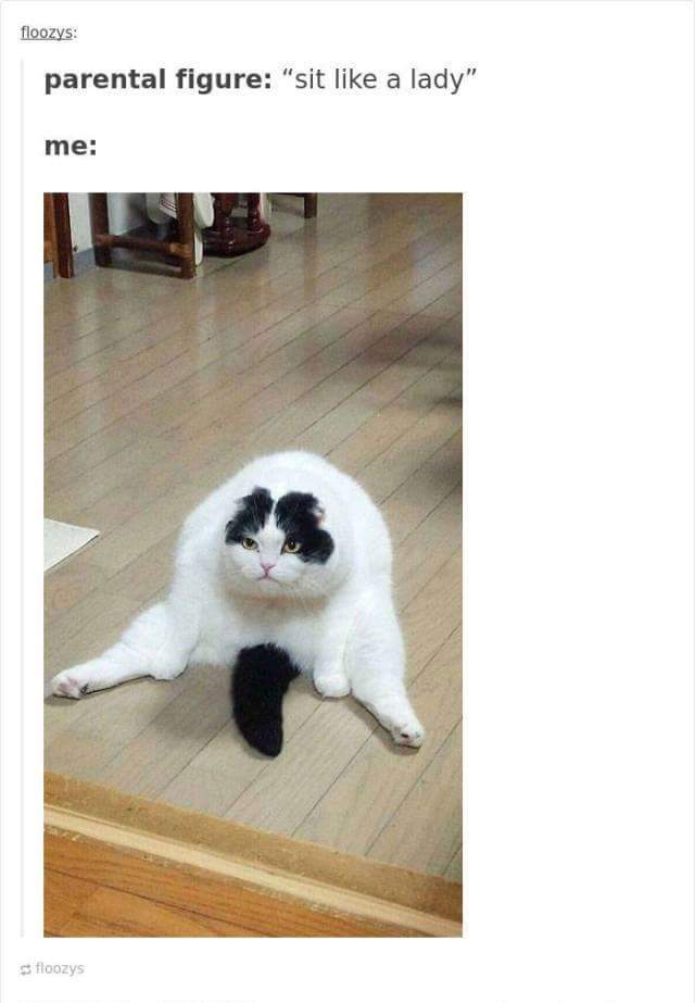 funny cat memes - parental figure sit like a lady - floozys parental figure