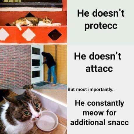 funny cat memes - meow for additional snacc - He doesn't protecc He doesn't attacc But most importantly.. He constantly meow for additional snacc