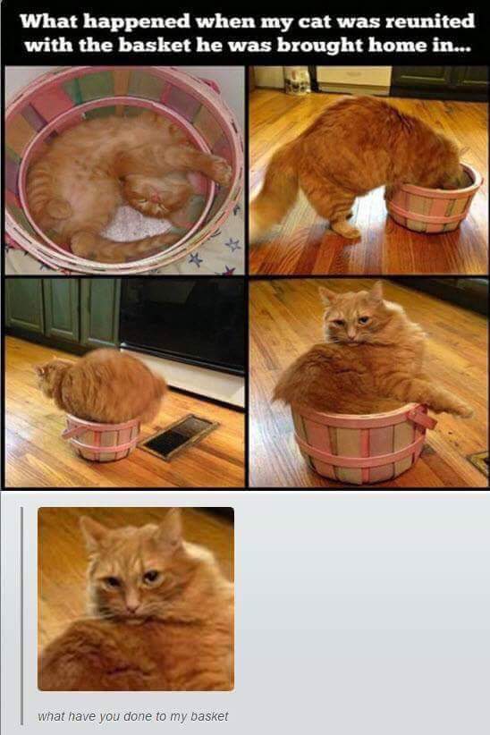 funny cat memes - funny cat images with quotes - What happened when my cat was reunited with the basket he was brought home in... what have you done to my basket