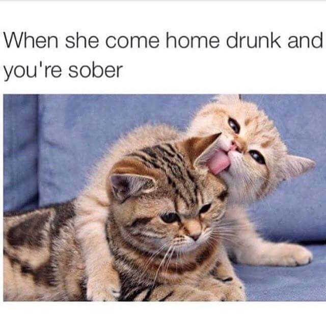funny cat memes - she comes home drunk meme - When she come home drunk and you're sober