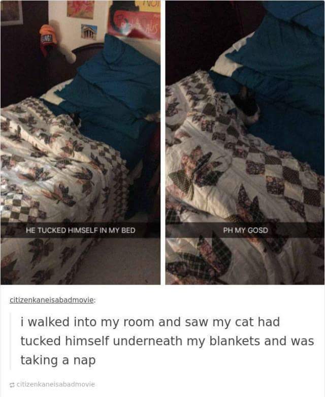 funny cat memes - cat tucked himself - He Tucked Himself In My Bed Ph My Gosd citizenkaneisabadmovie i walked into my room and saw my cat had tucked himself underneath my blankets and was taking a nap s citizenkaneisabadmovie