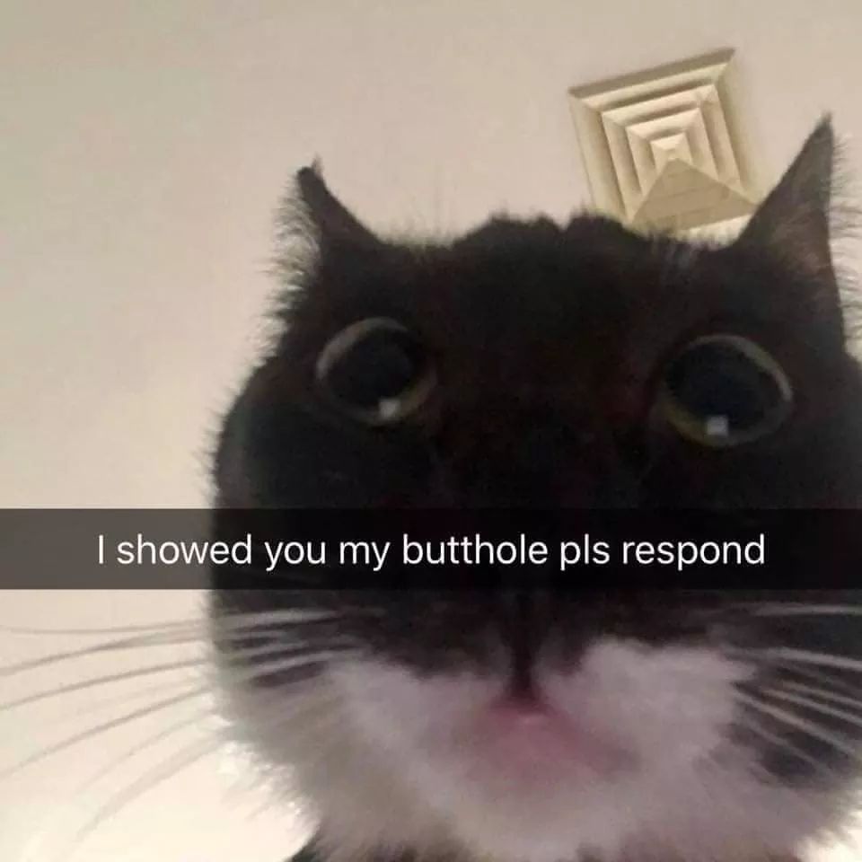 funny cat memes - if cats had snapchat - I showed you my butthole pls respond