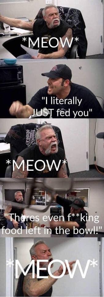 cat meme feed me now