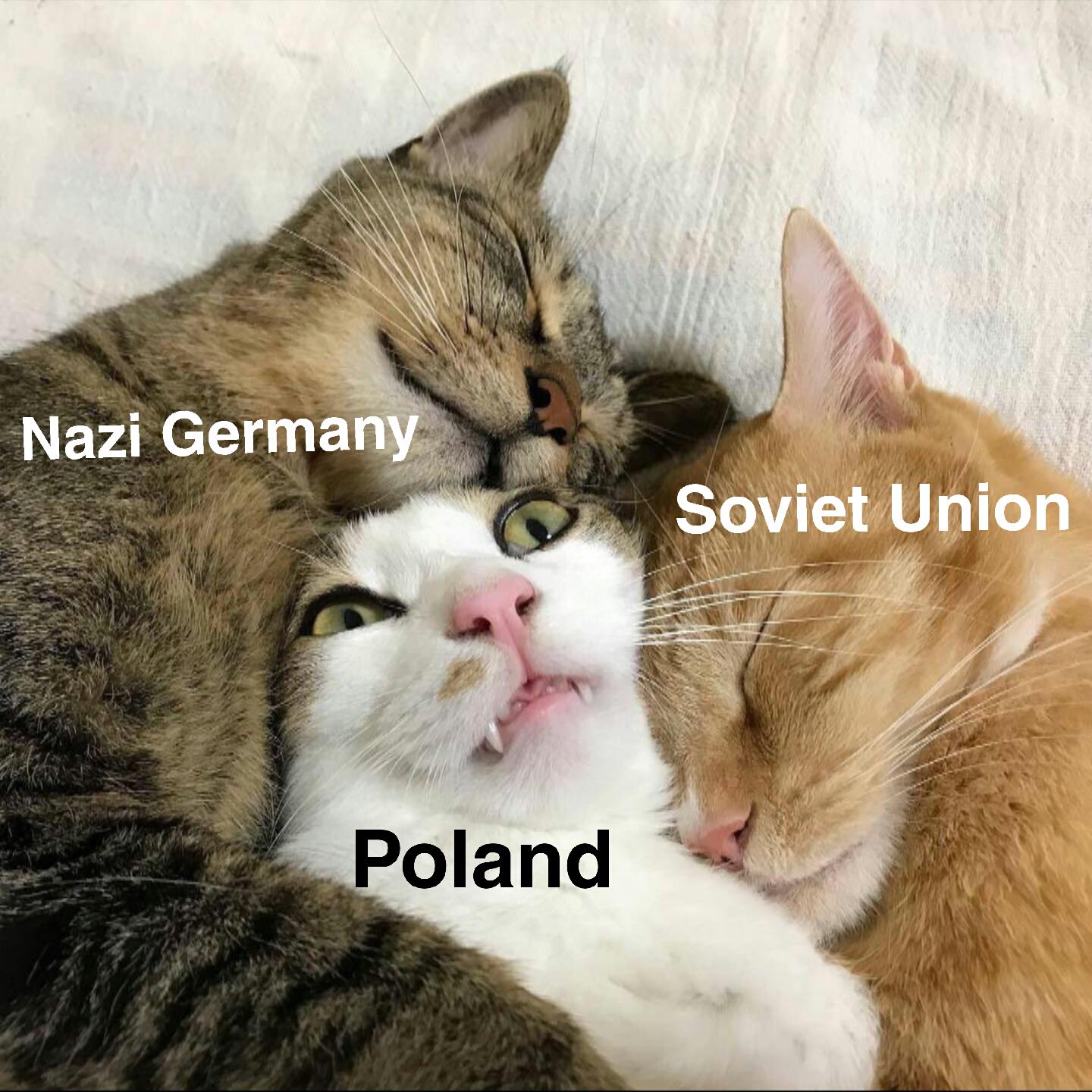 Cat meme - Germany Poland Soviet Union