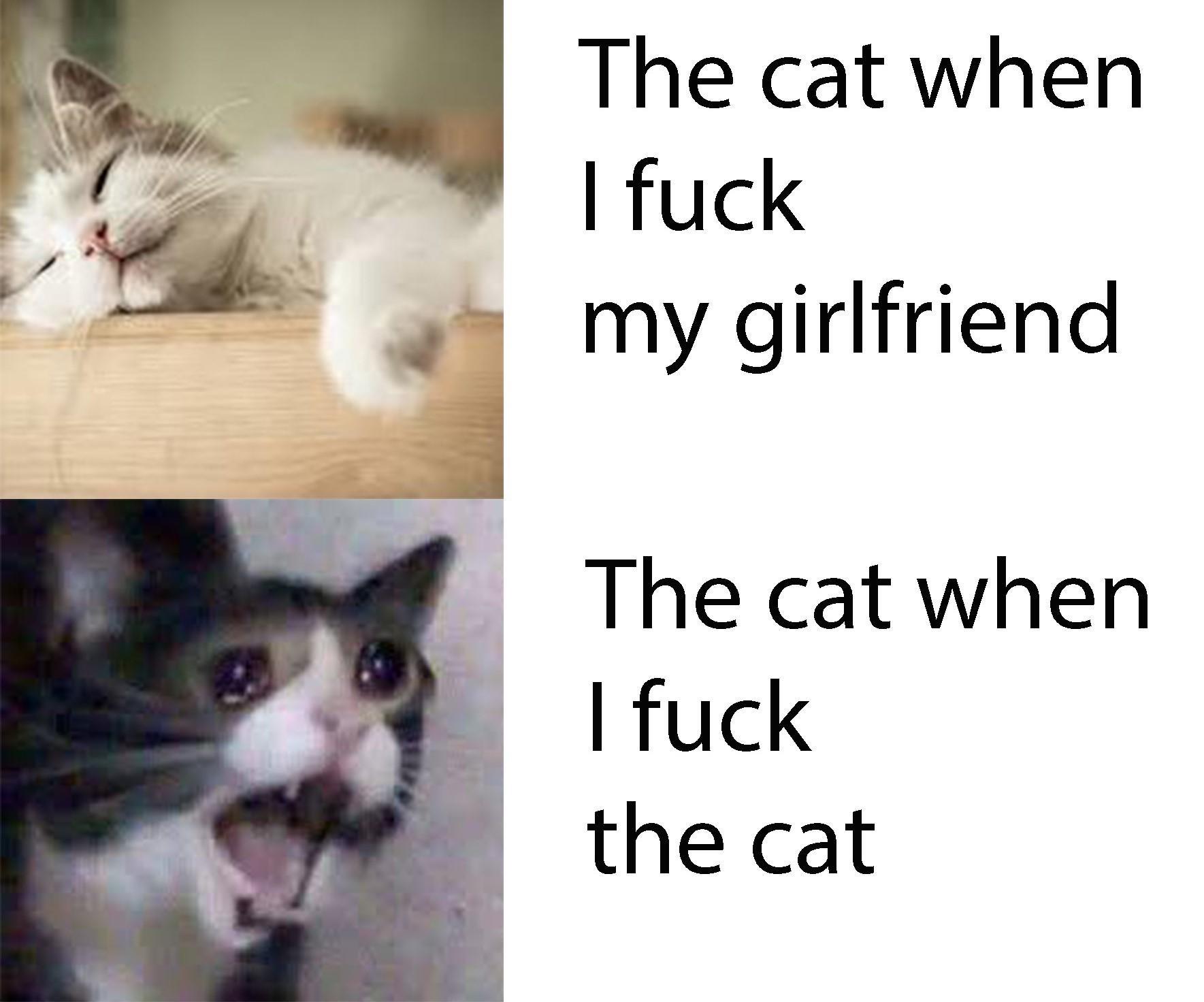 76 Cat Memes That Are LITTERally the Worst 