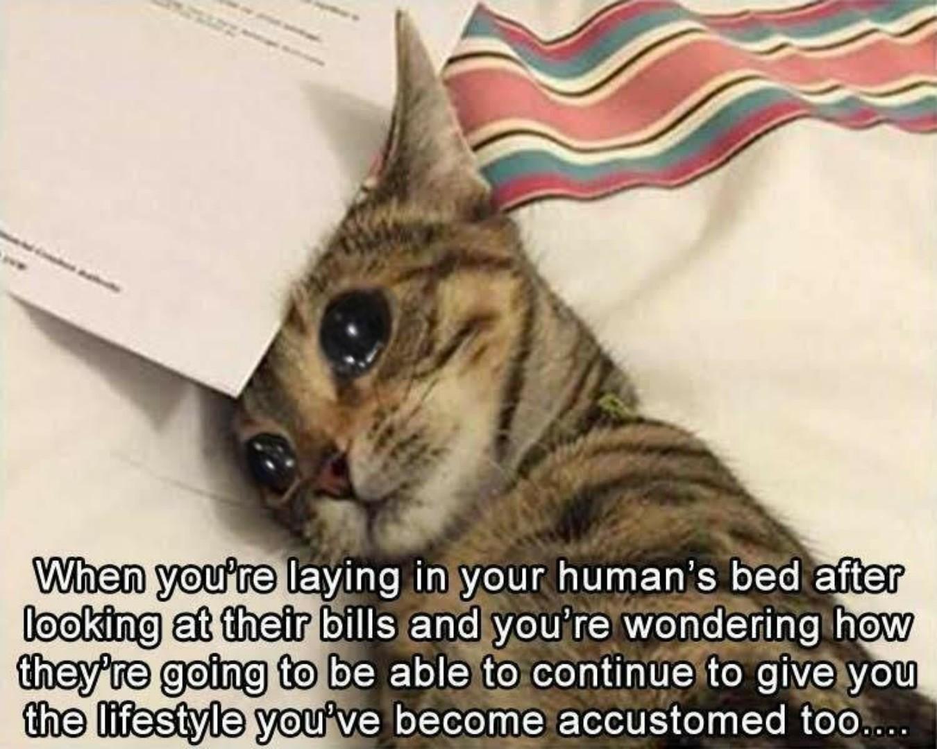 Cat meme - sad after looking at your bills