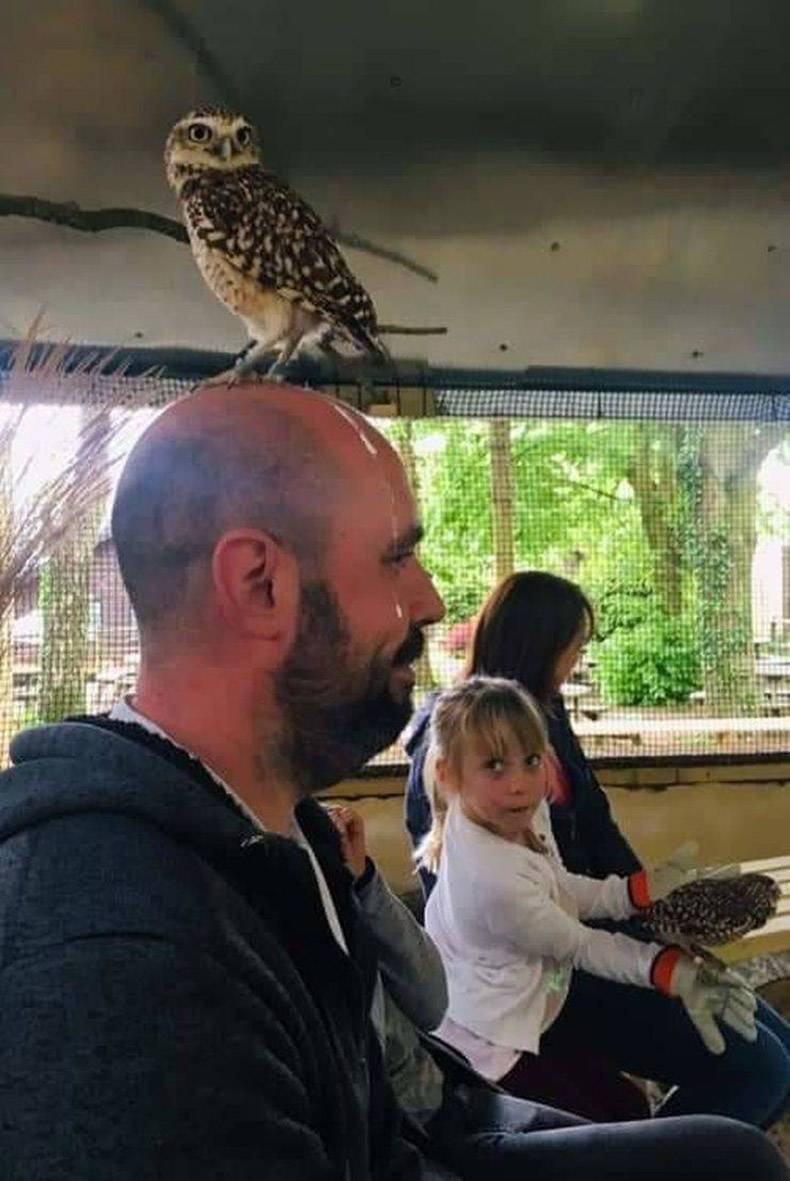 funny pic of an owl on Karl Pilkington's head