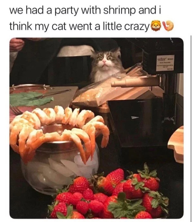random pics - cat shrimp - we had a party with shrimp and i think my cat went a little crazy