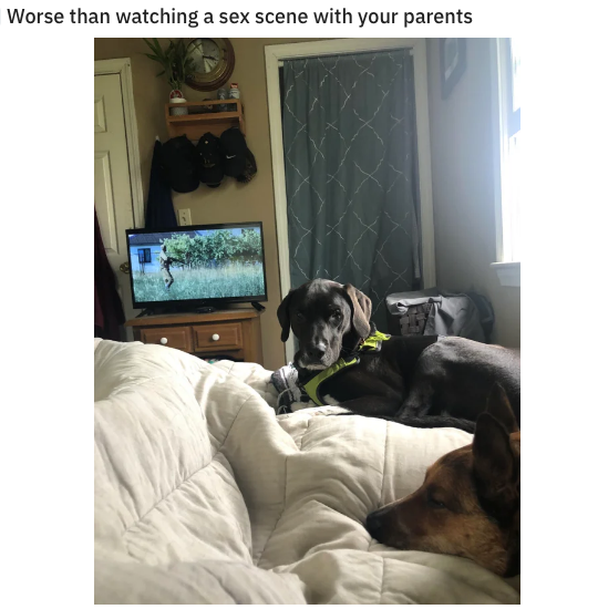 chernobyl meme about dog - Worse than watching a sex scene with your parents