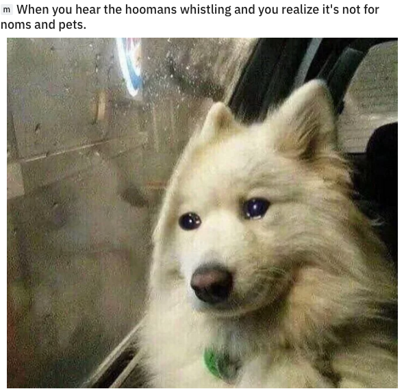 chernobyl meme about back to hostel after vacation meme - m When you hear the hoomans whistling and you realize it's not for noms and pets.