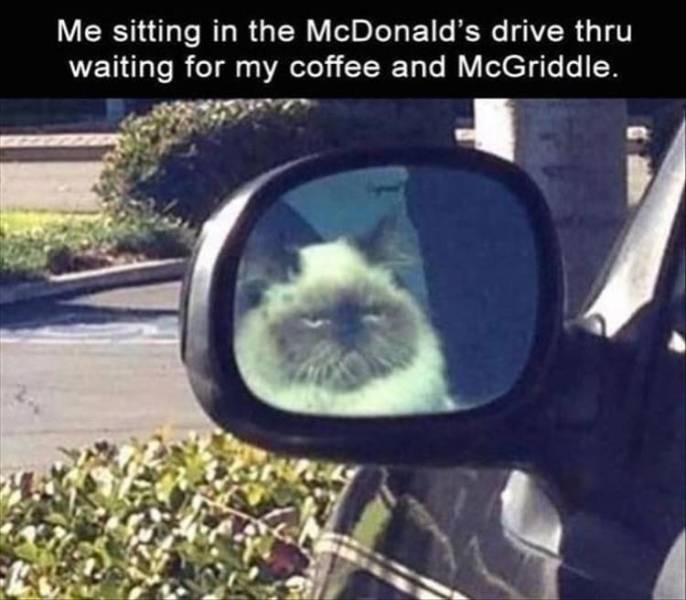 funny memes - grumpy cat memes dog - Me sitting in the McDonald's drive thru waiting for my coffee and McGriddle.