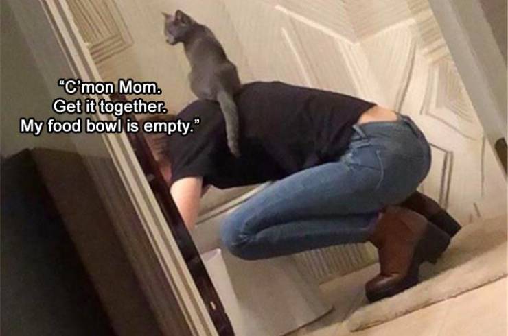 funny memes - pet - "C'mon Mom. Get it together. My food bowl is empty."