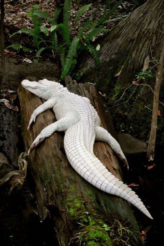 white alligators