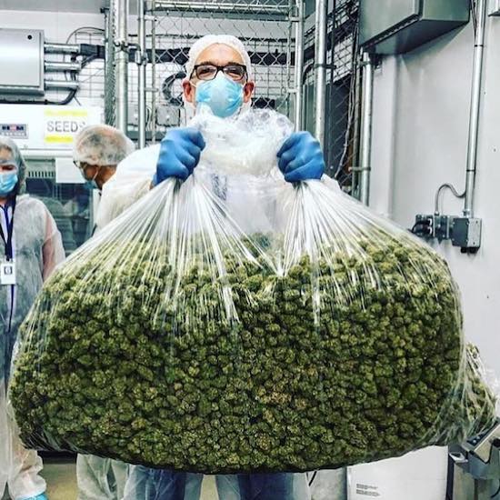 lab tech holding massive bag of marijuana kind bud in a very clean industrial environment