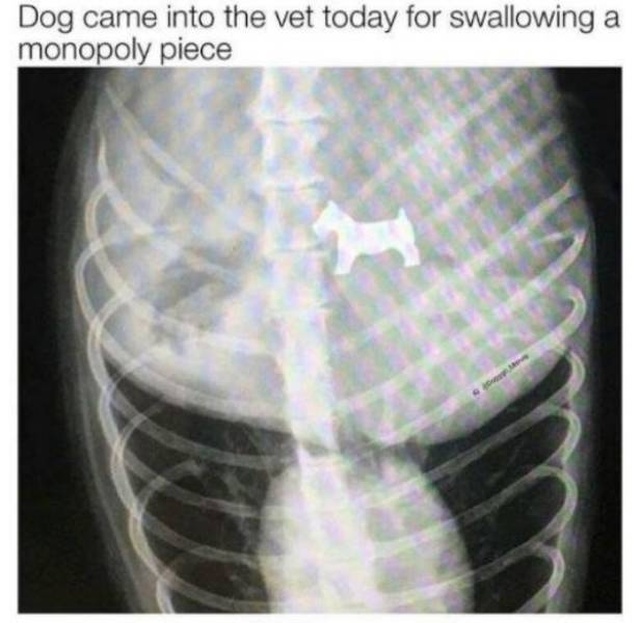 dog ate monopoly piece - Dog came into the vet today for swallowing a monopoly piece