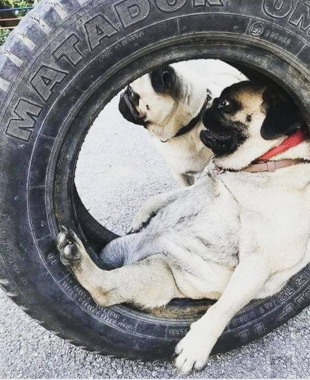 pug in a tire